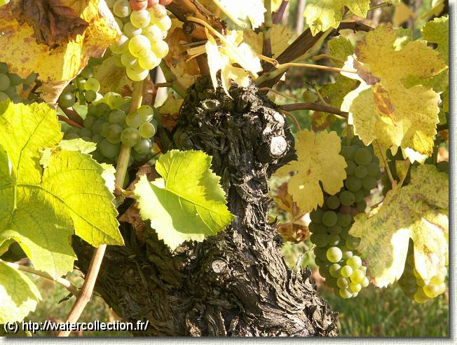 Diapositive suivante